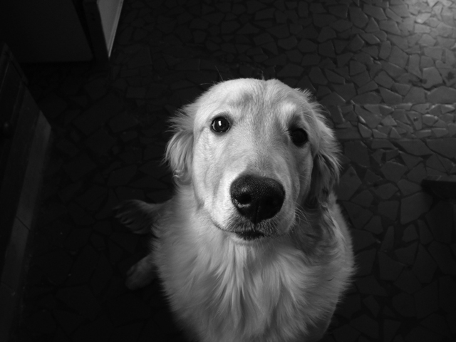 yay puppppy!